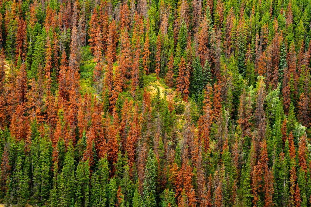 A stand of trees in the green, red and gray stages of mountain pine beetle mortality. (Alamy Stock Photo)