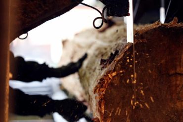 A log goes through a vertical saw at RBM Lumber in Columbia Falls, Montana. (AP Photo/Flathead Beacon, Greg Lindstrom)