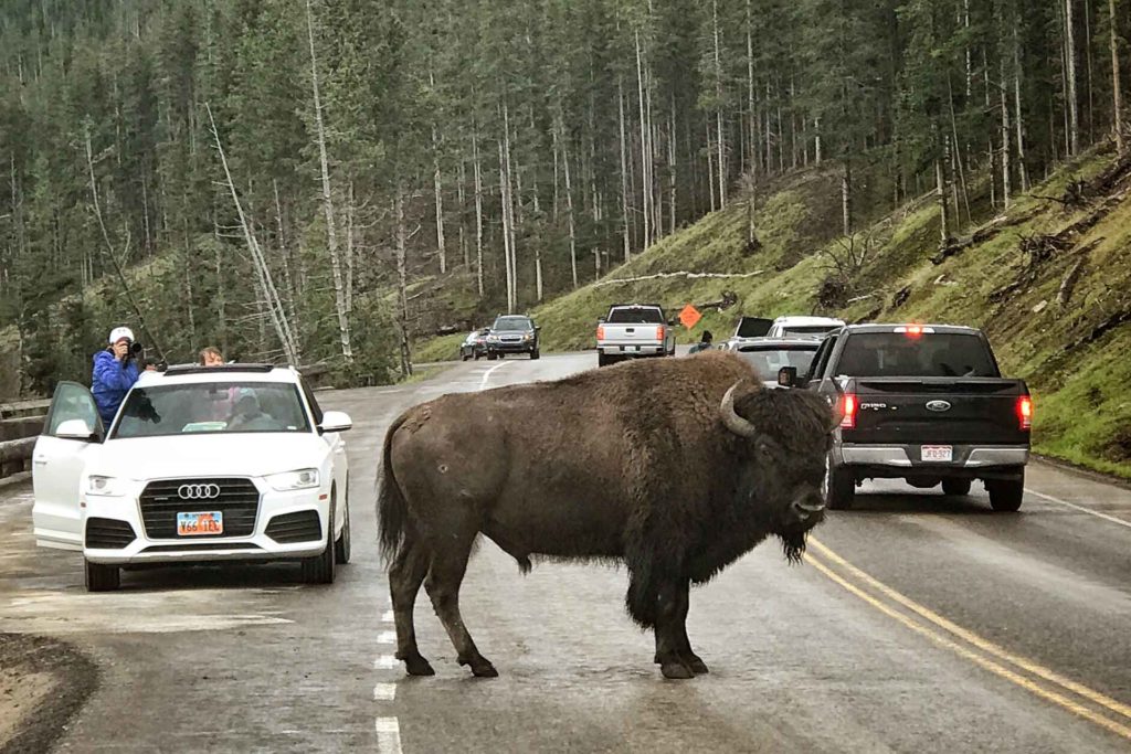 Tourists stop to photograph a bison crossing Grand Loop Road in Yellowstone National Park. (Soeren Stache, AP Photo)